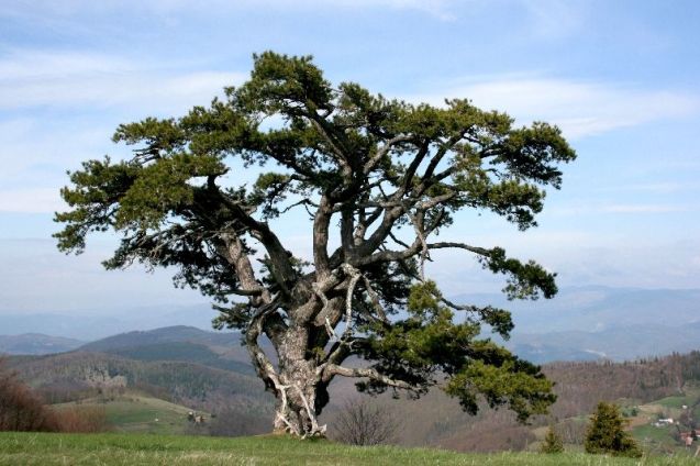 Not the actual oak tree, if it is an oak tree. Photo: Department of Nature Protection Serbia.