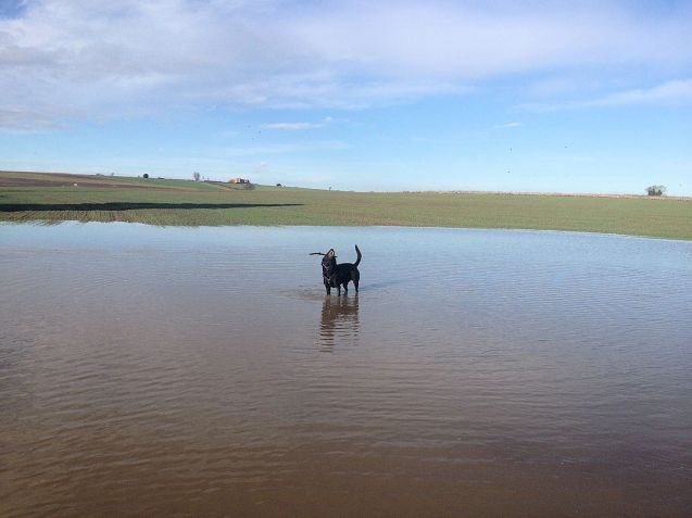 WADAR: It’s important to stress that the dog is already being quite well catered for. In addition to extra air conditioning vents in the back – which Donna says are ‘non-negotiable’ - we’re having the flood warning radar so we won’t have to send him out to check the water level again.