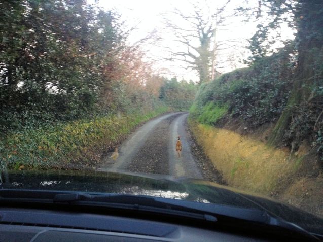 What a cock: it has yet to venture genuinely off-road, but critics will be heartened to hear that our new Range Rover Evoque has already come into direct contact with nature. Amid the wealth of driver aids, including country lane cameras which peer out from the front bumpers to give the dri