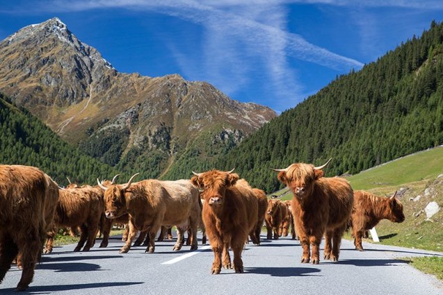 Solk stretches 25 miles between Stein an der Enns (Schladming) and Schoder (Murau) along the L704 Erzherzog Strasse. What started out as a mule track 6,000 years ago - taking salt north to the Enns Valley and bringing back wine and cereals to the Mur Valley – was made useable for carts in the late 16th century, paved in 1954 and finally fully asphalted in 1986. Its economic significance is long lost but farming still goes on today. The regular cattle grids should alert you to the possibility of cows on the road.