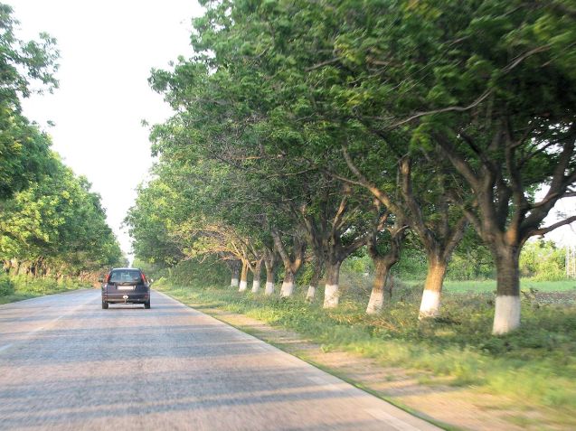 Northern Bulgaria, I-3, Pleven-Ruse. The trunk bases are painted with reflective white rings. Surprisingly effective at night but the trees themselves are an obvious hazard in the event of an accident.