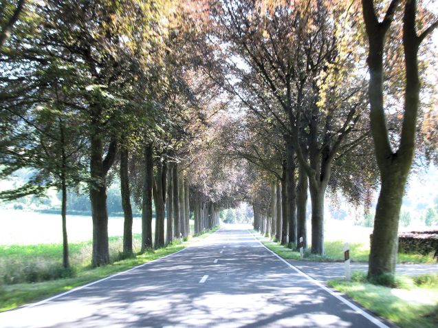 Endless miles of tree-lined roads in Luxembourg, but not for much longer.